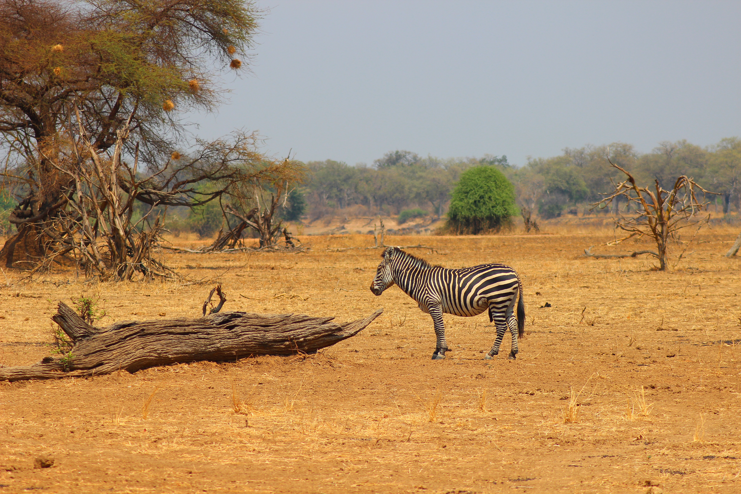 south luangwa national park.webp